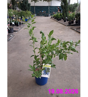 Vaccinium cor. 'Bluecrop' C 2 L